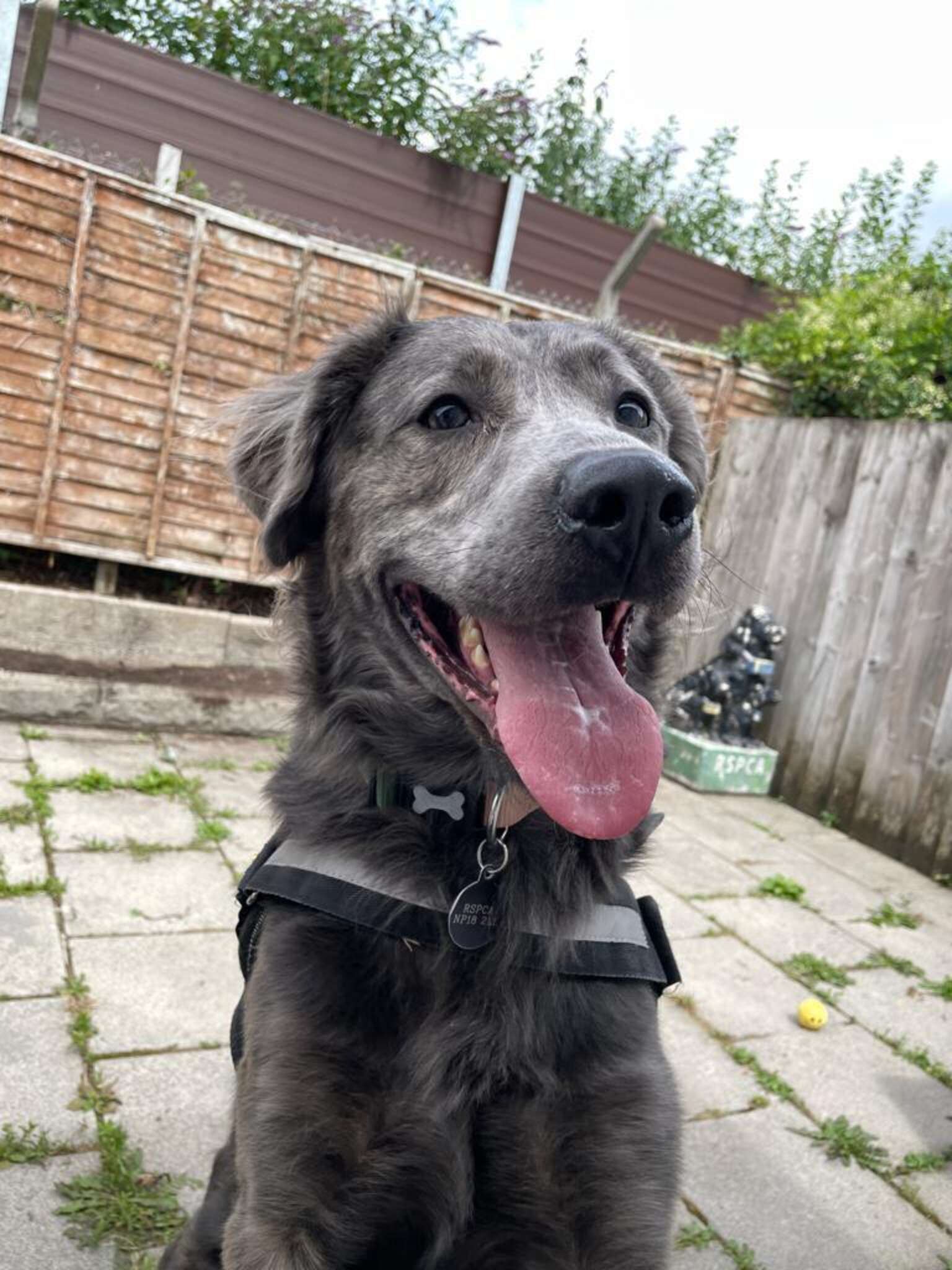 RSPCA