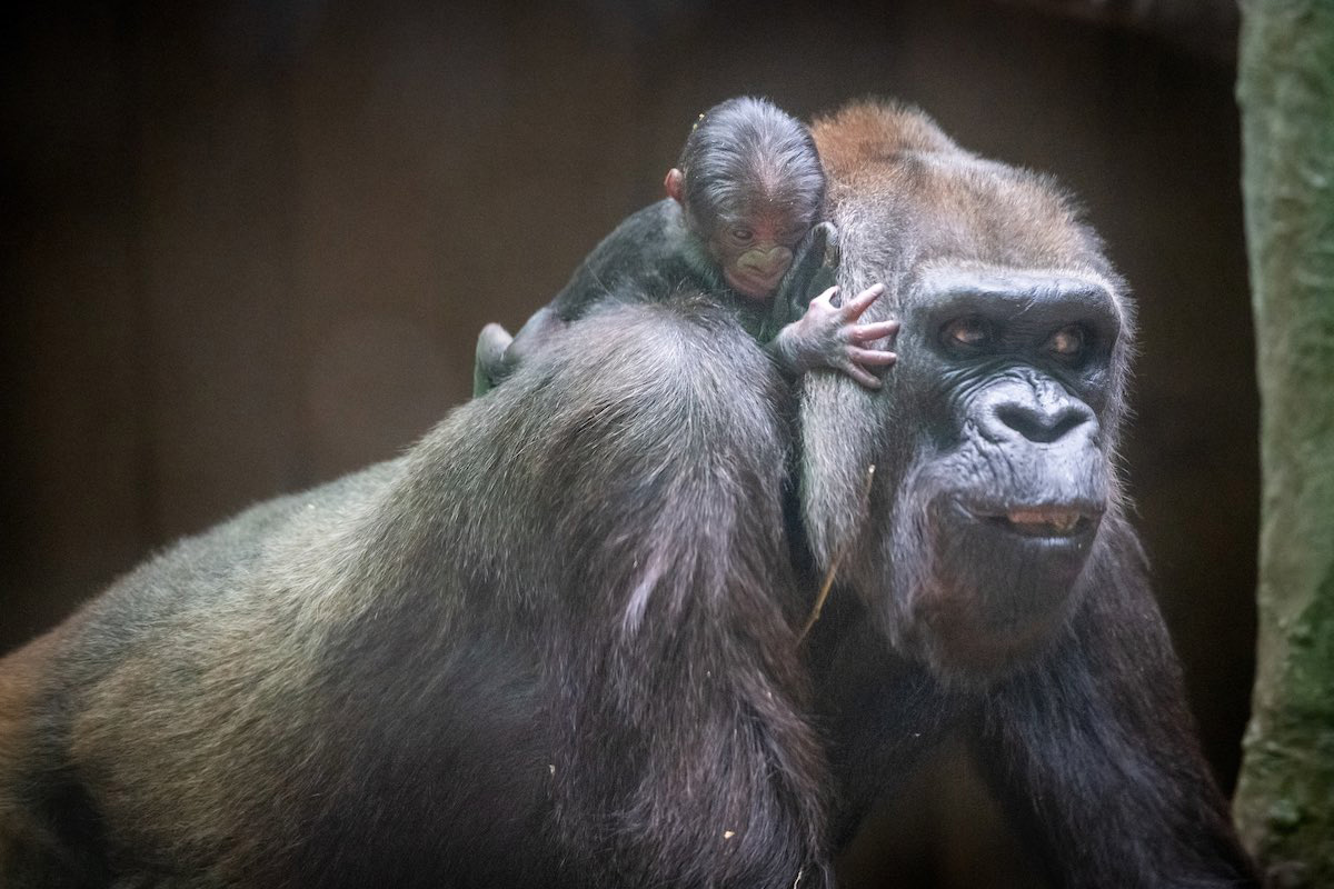 Cleveland Metroparks Zoo