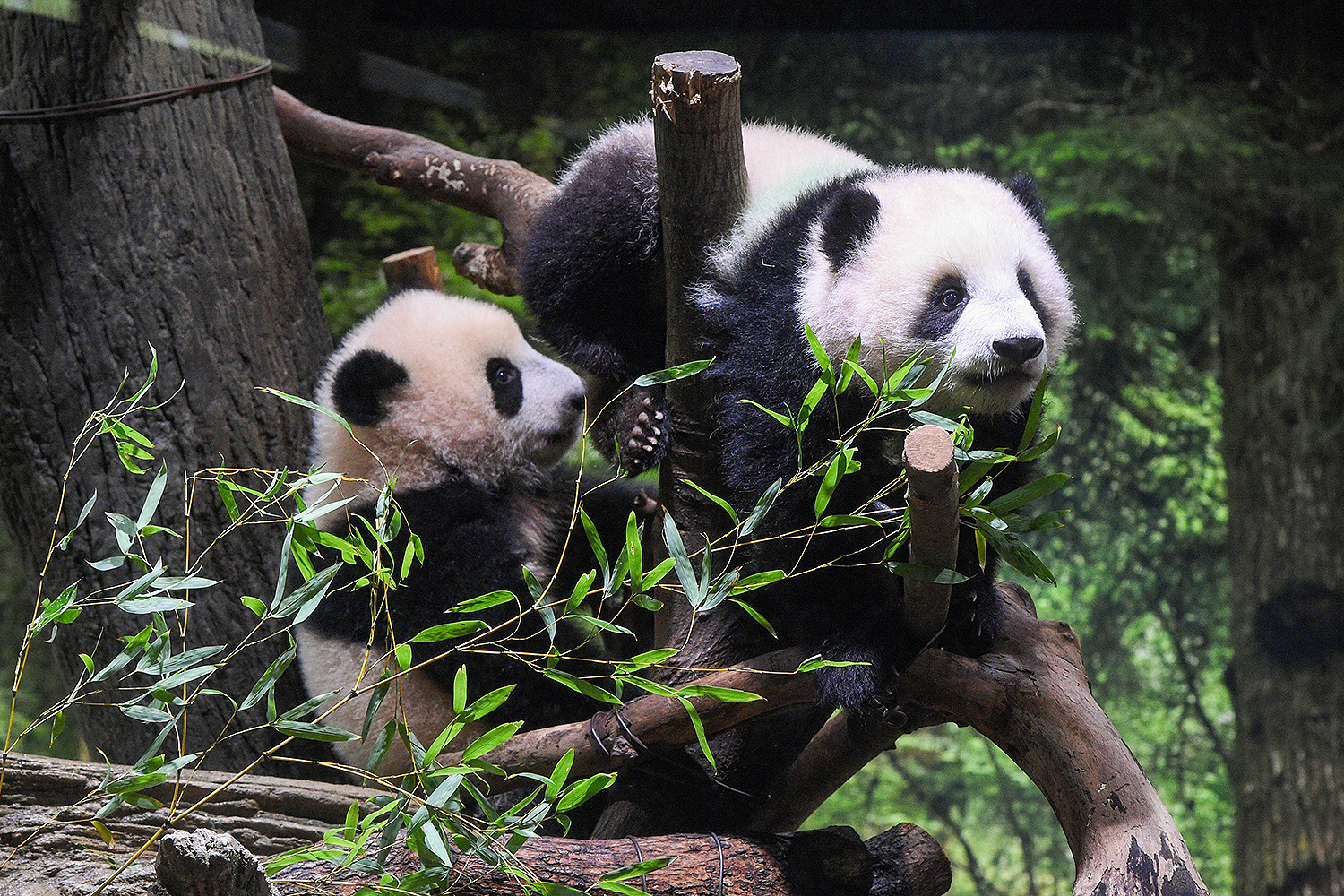CHINE NOUVELLE/SIPA/SHUTTERSTOCK