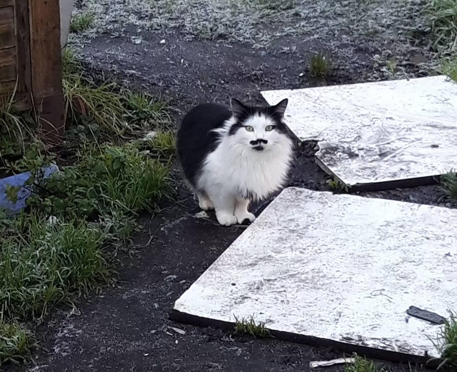 RSPCA