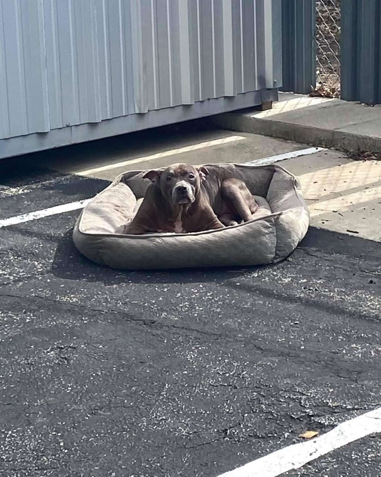 AUSTIN ANIMAL CENTER