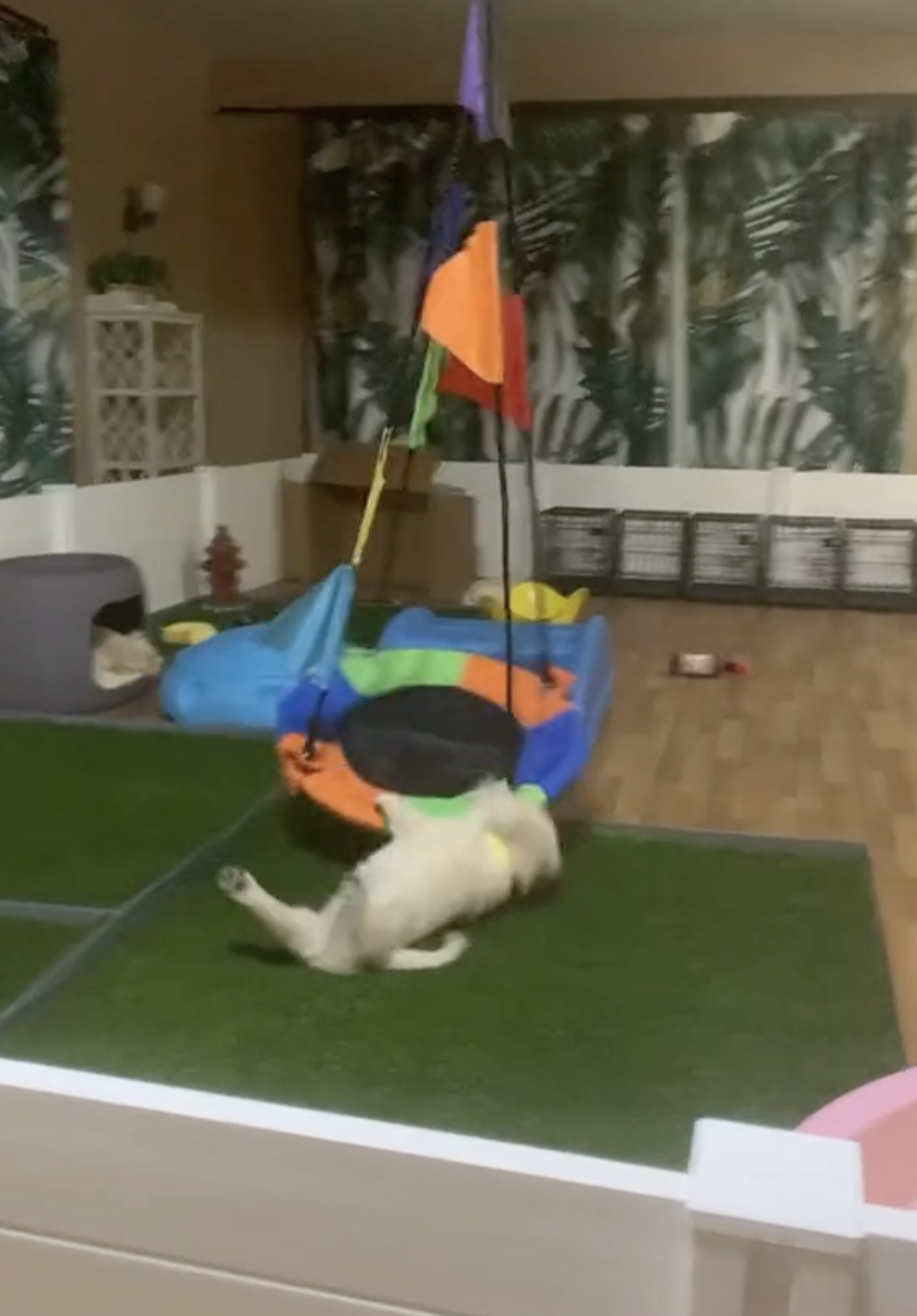 TikTok/ @caligoldenretrievers
