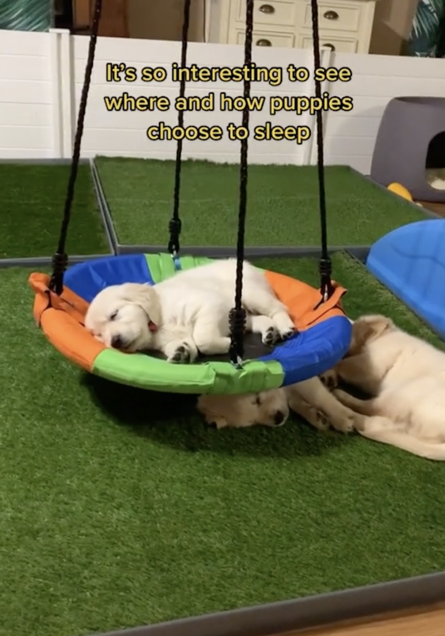 TikTok/ @caligoldenretrievers