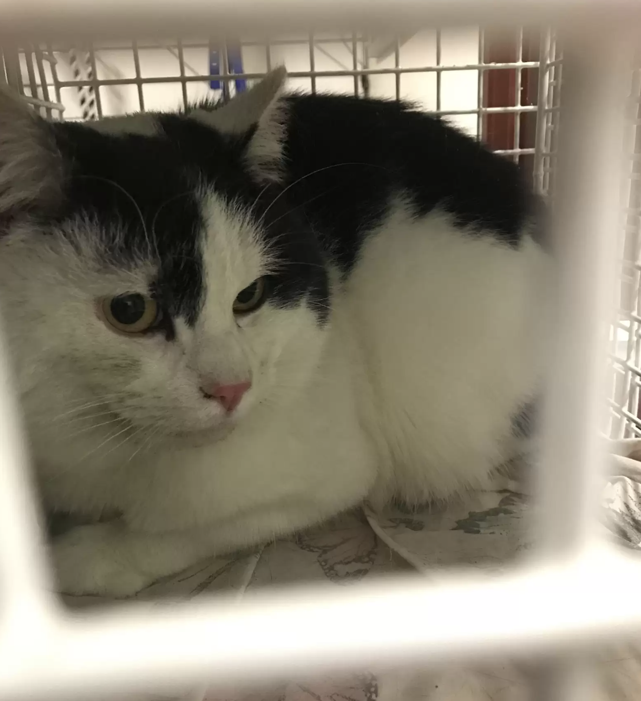 RSPCA
