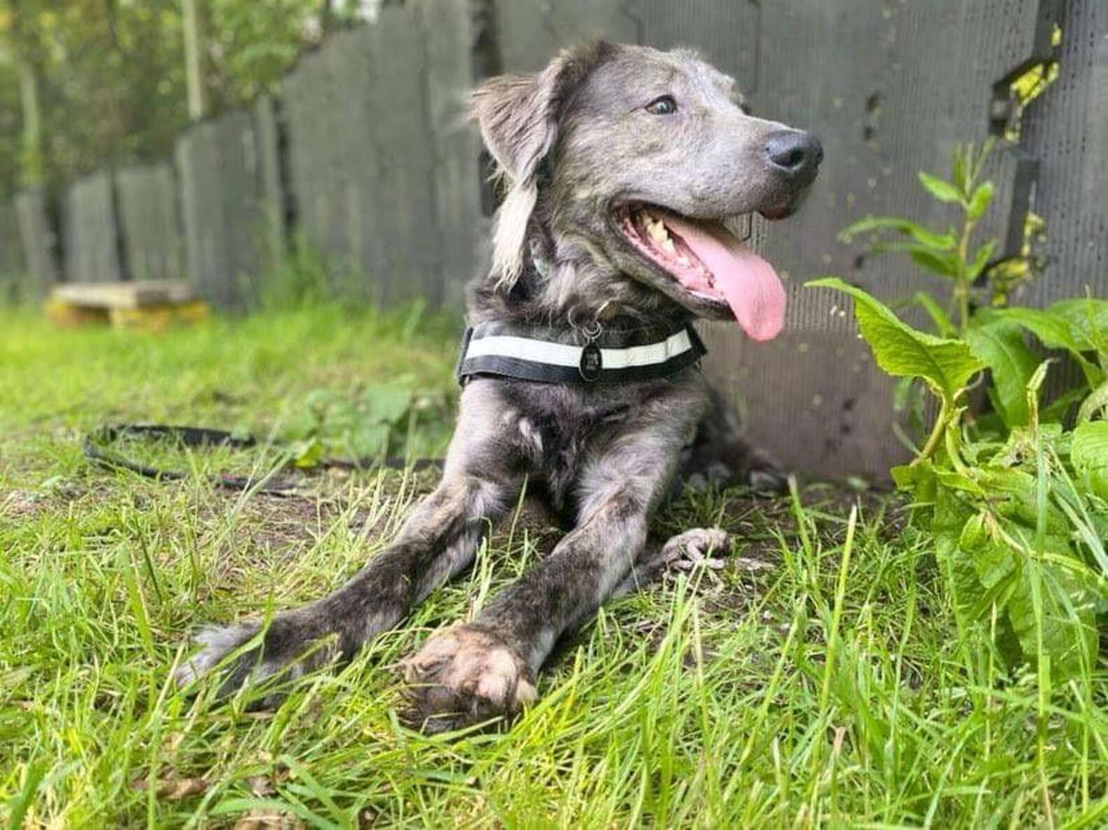 RSPCA