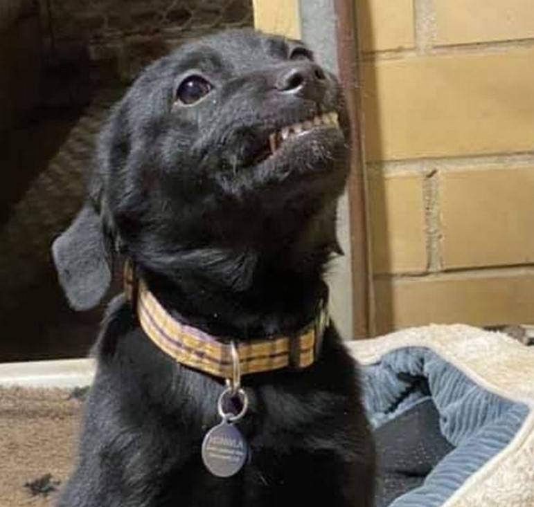 Humane Society of Northwest Louisiana