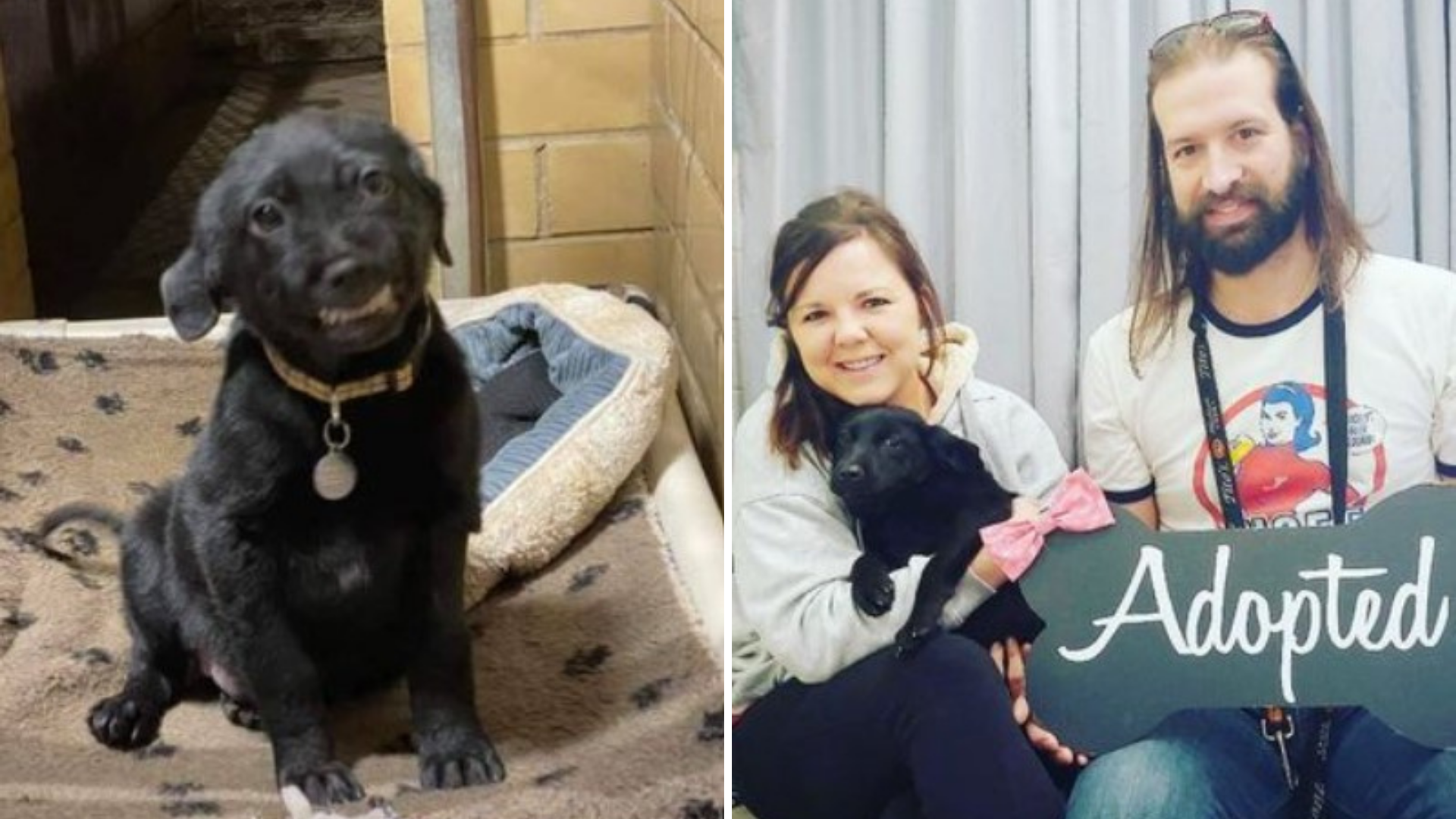 Humane Society of Northwest Louisiana