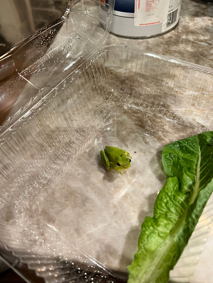 圖片截取自