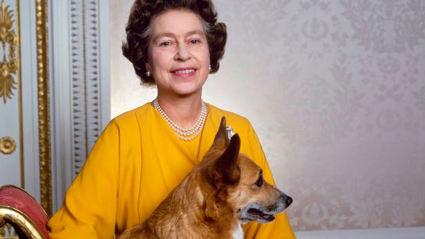 全英國最狂的鏟屎官！原來英國女王伊莉莎白二世是柯基犬的「最大頭號粉絲」