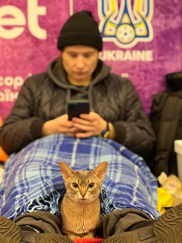 圖片截取自
