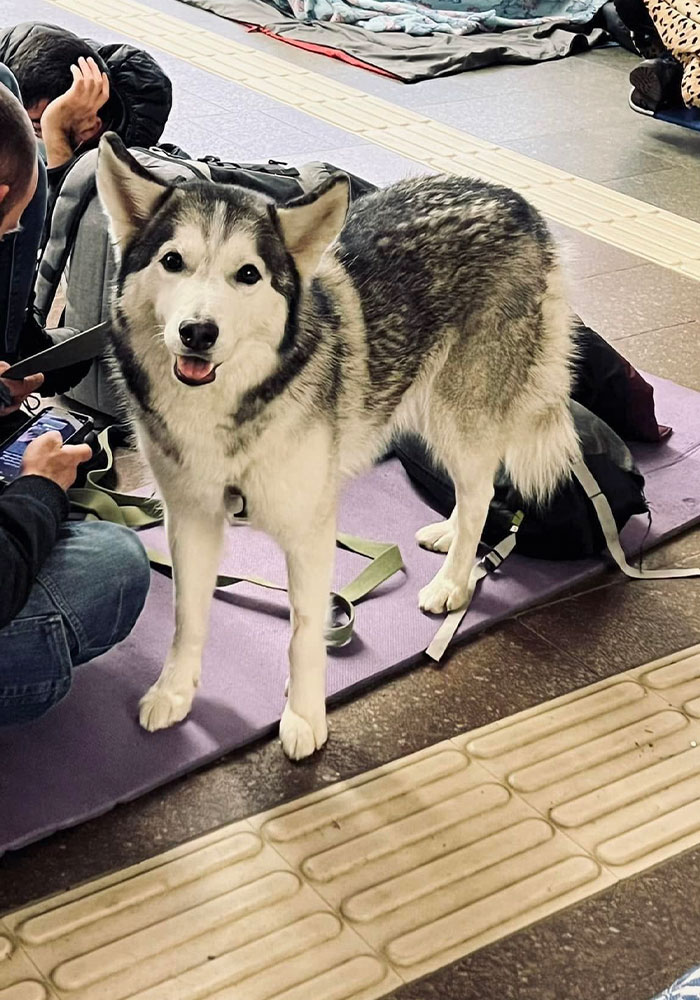 圖片截取自