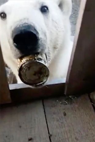 北極熊誤食「鋁罐」卡舌不得進食　絕望向人類居住地求救表示：請你們一定要幫幫我！
