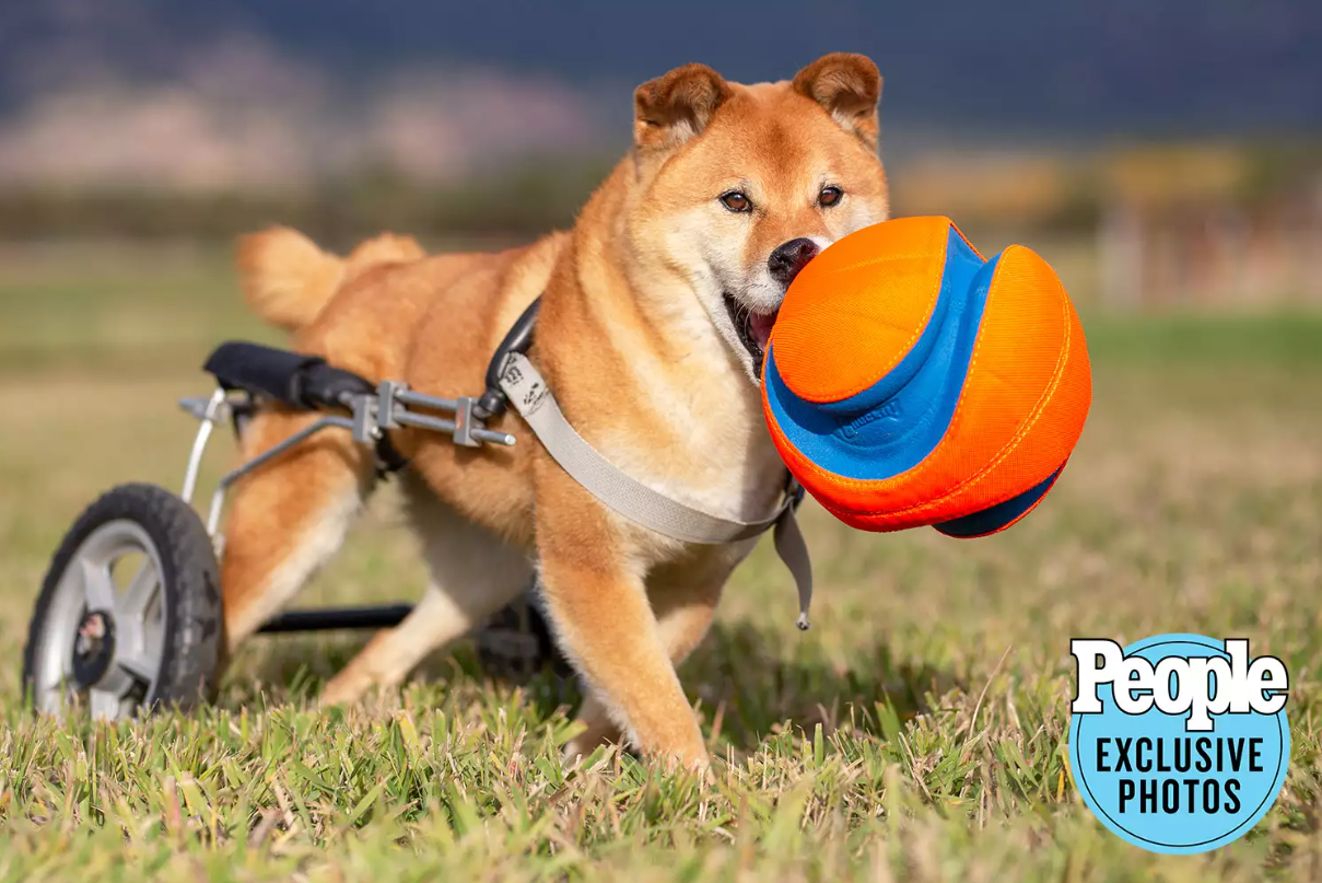 2022年全球最卡哇伊救援犬冠軍出爐　得獎冠軍犬是「來自台灣的選手」