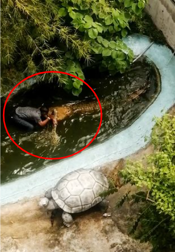 圖片截取自