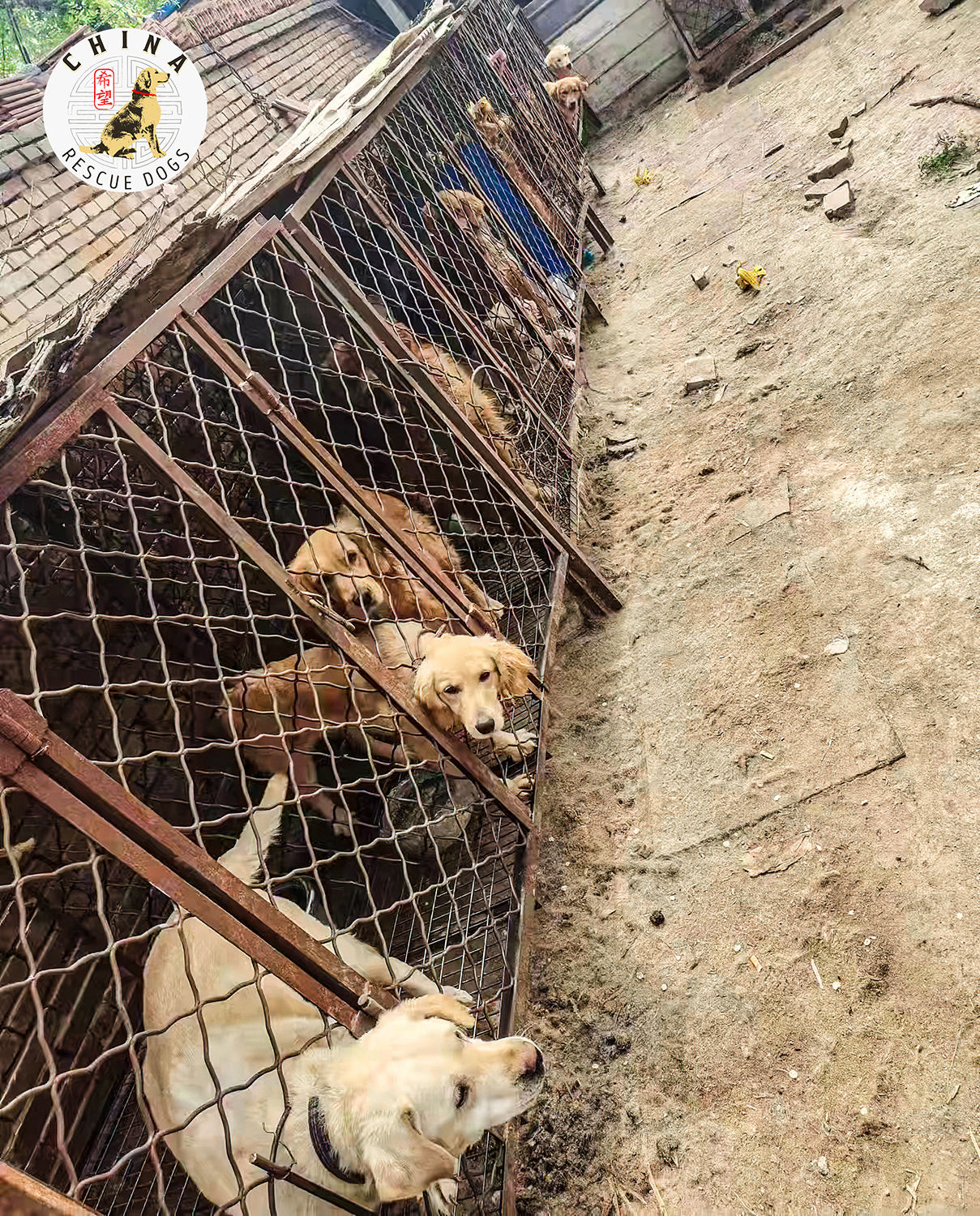 圖片截取自