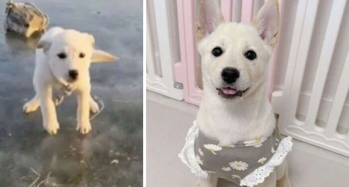 圖片截取自