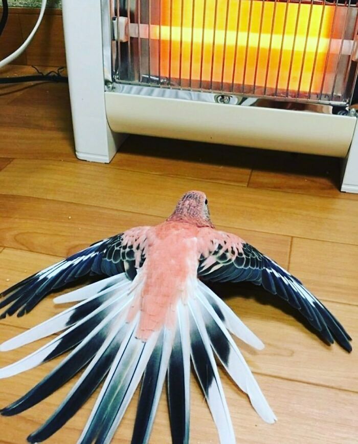 在天空飛的二哈！？20張網友提供的「鸚鵡爆笑照」說服你把牠帶回家!