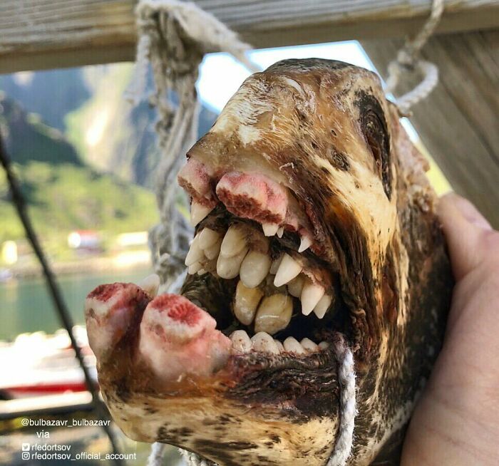 圖片截取自