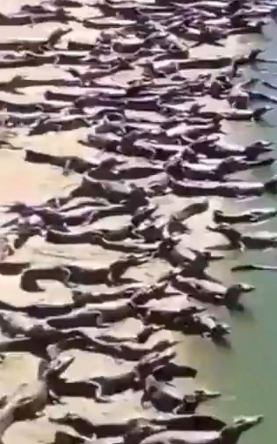 成千上萬鱷魚「集體入侵海灘」？影片真假引起網友熱議