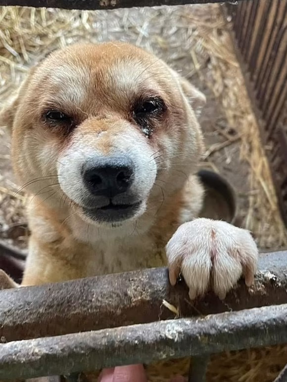 動物福利協會揭露「汪星人牧場」場面狼藉動物痛苦的模樣令工作人員表示：可怕的慘況！