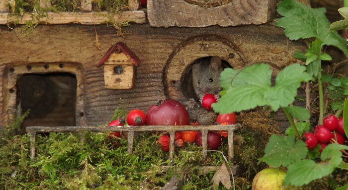 男子為小老鼠親手打造「哈比人小屋和花園」　如電影與夢境般悠閒