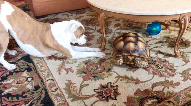 汪星人結交好友「烏龜先生」　向眾人表示：牠行動緩慢但偶一點都不介意！