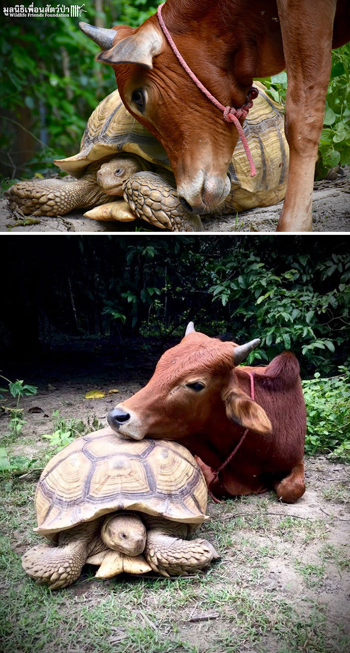 圖片截取自