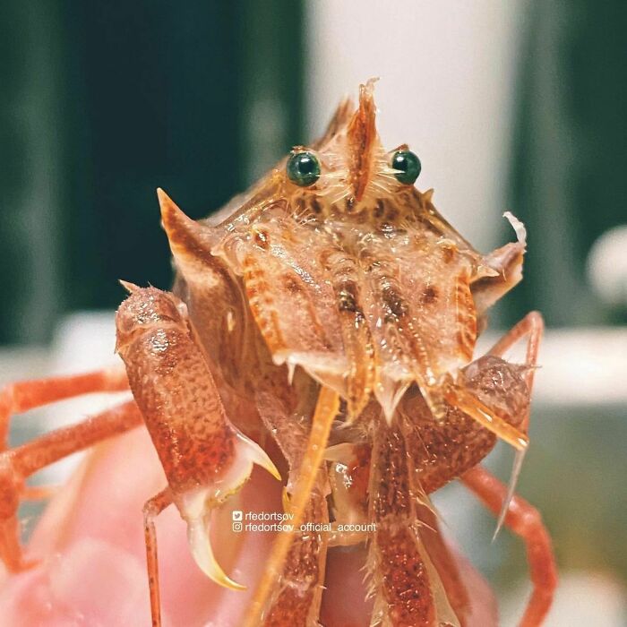 圖片截取自