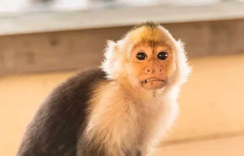 警方接獲報警電話來到動物園　動物管理員傻眼：電話是猴子亂打的！