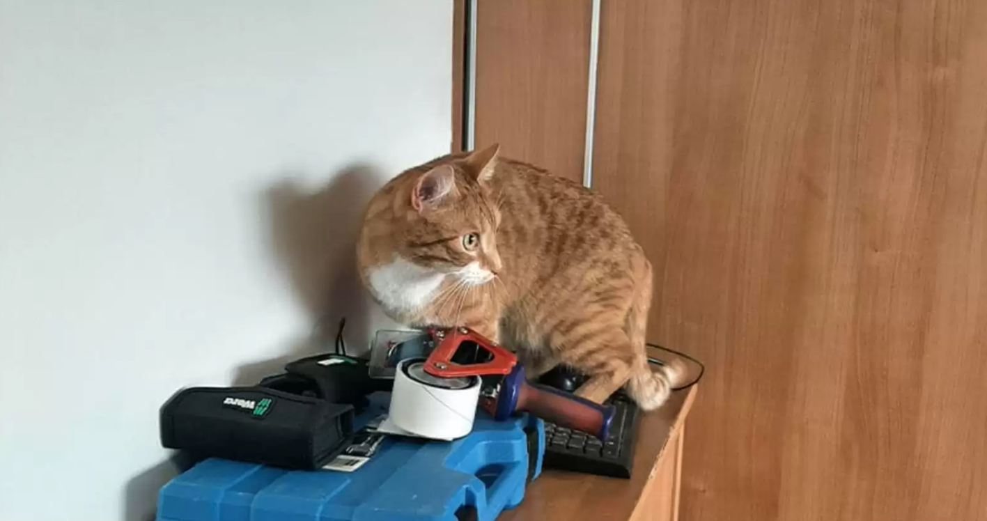 圖片截取自
