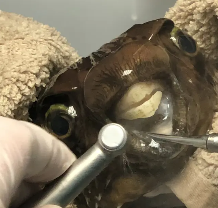 「暴牙河豚」接受牙醫治療？外凸門牙影響進食