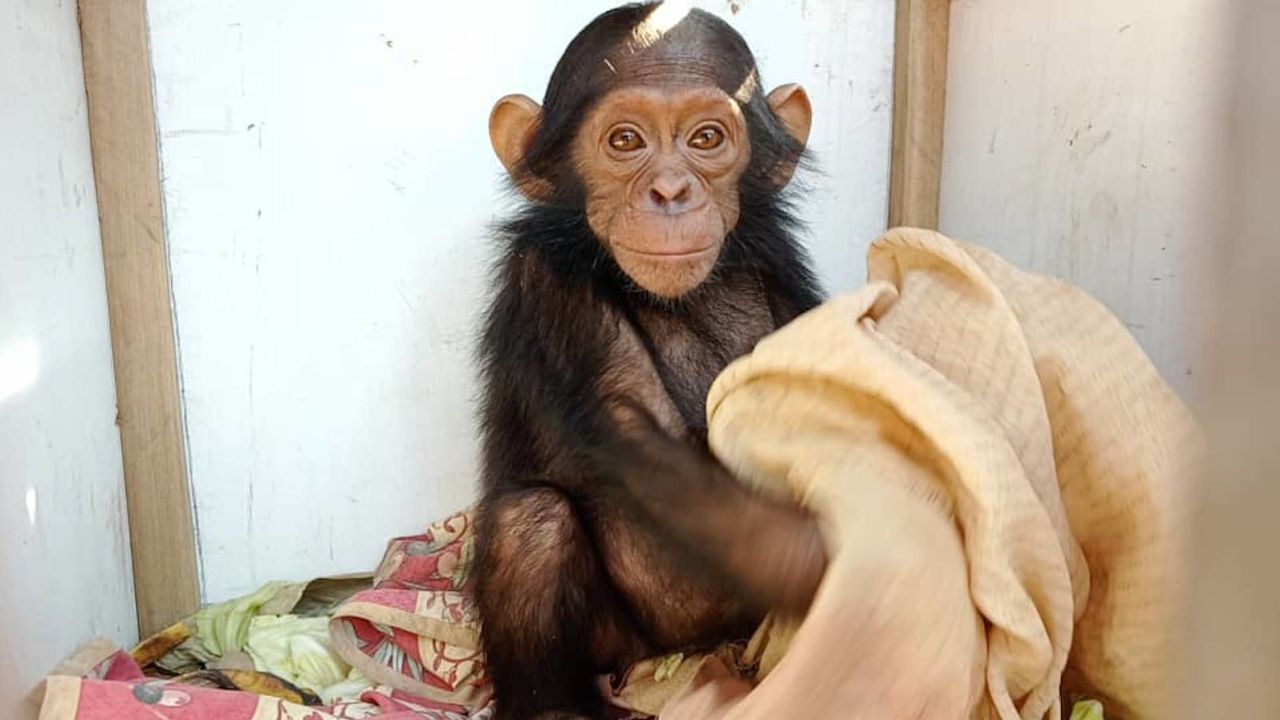 史無前例「黑猩猩寶寶綁架案」！綁匪恐嚇：不給贖金就撕票