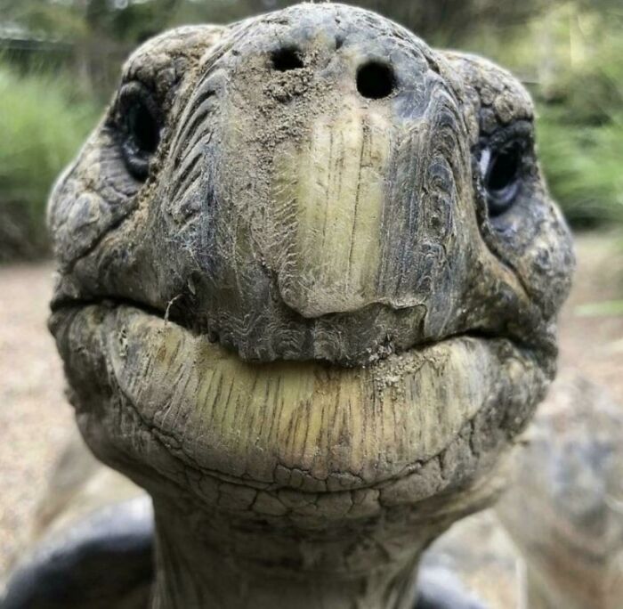 圖片截取自