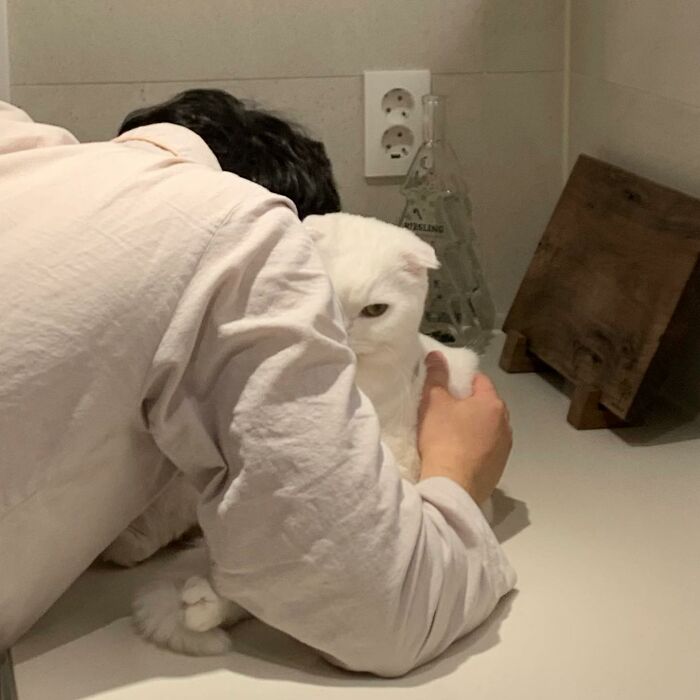 圖片截取自