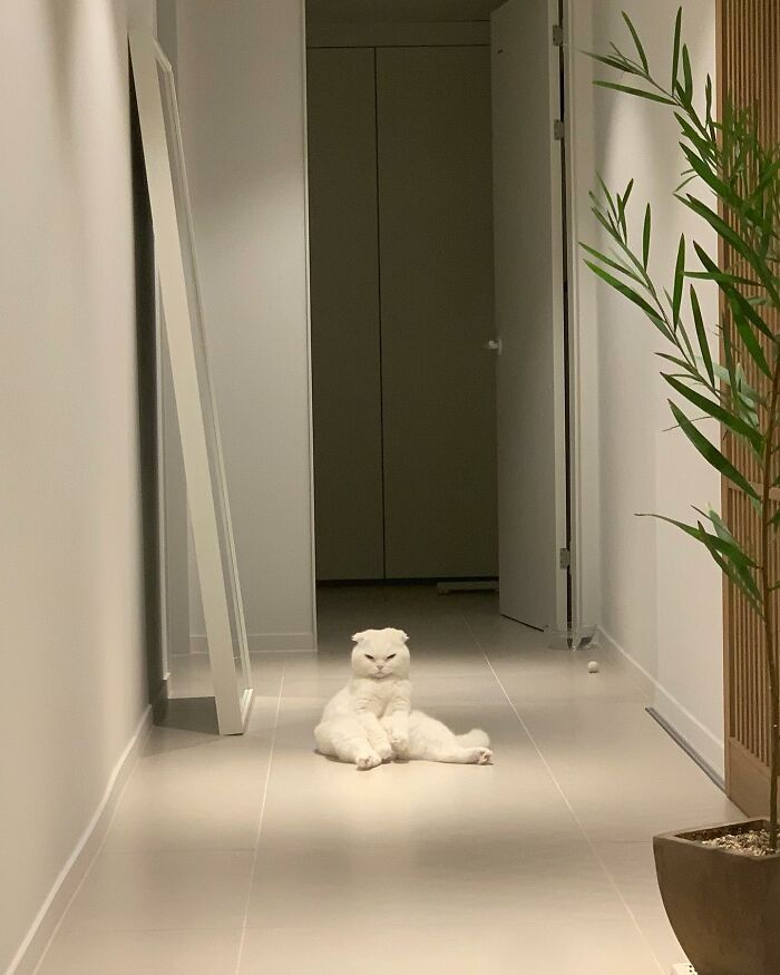 圖片截取自