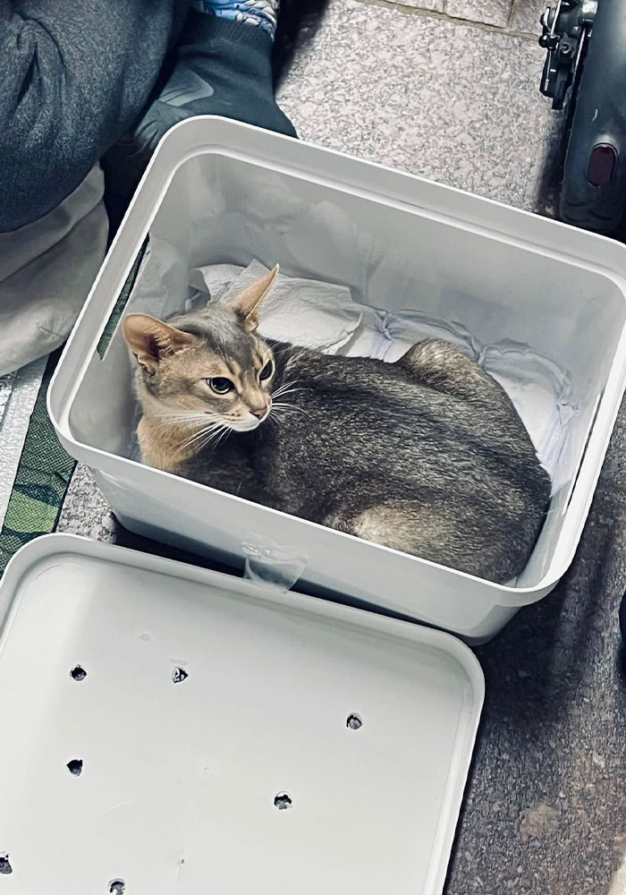 圖片截取自