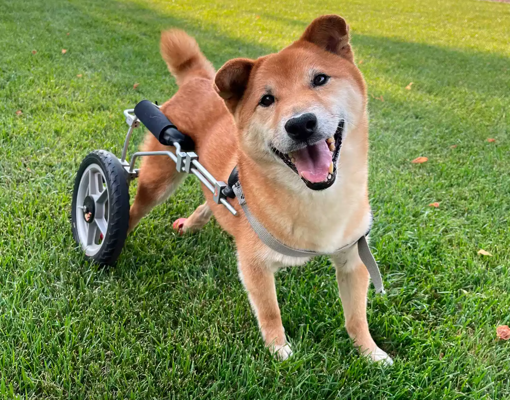 2022年全球最卡哇伊救援犬冠軍出爐　得獎冠軍犬是「來自台灣的選手」