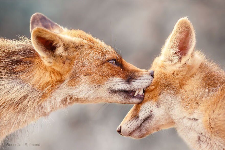 圖片截取自 Roeselienraimond.com