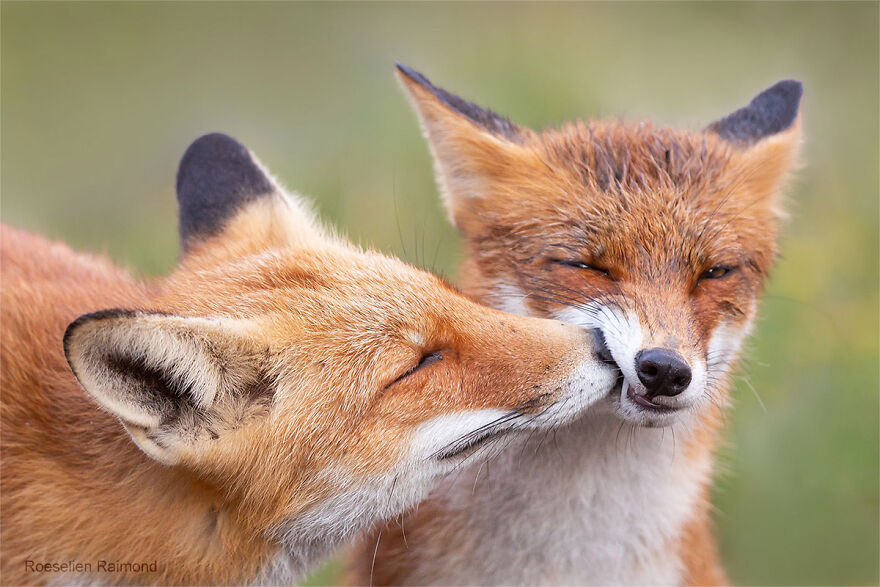 圖片截取自 Roeselienraimond.com