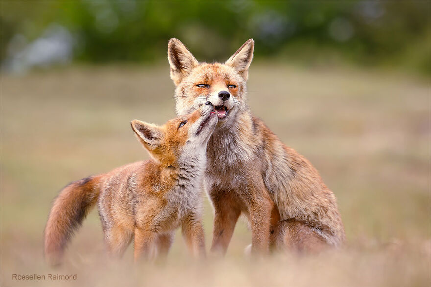 圖片截取自 Roeselienraimond.com