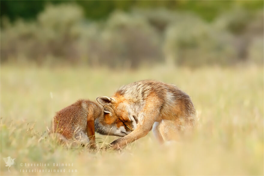 圖片截取自 Roeselienraimond.com