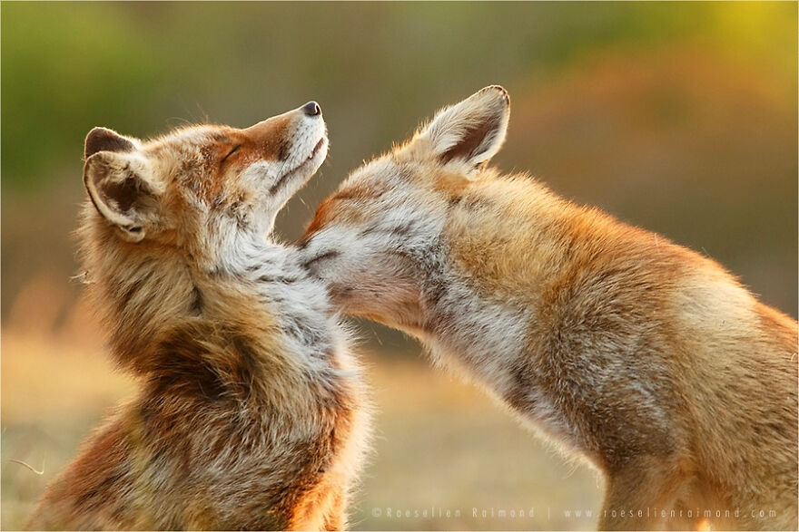 圖片截取自 Roeselienraimond.com