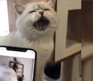 鏟屎官把貓咪生氣的聲音錄下來播給牠聽結果貓咪氣炸　貓皇：這誰啊罵這麼難聽！