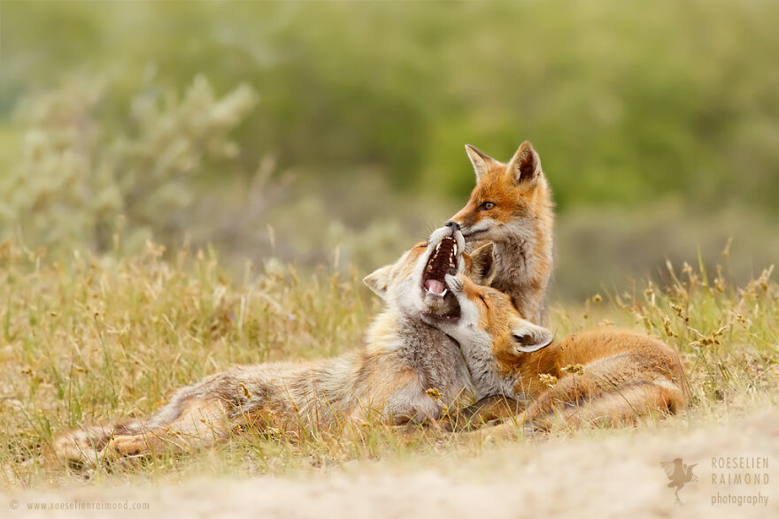 圖片截取自 Roeselienraimond.com