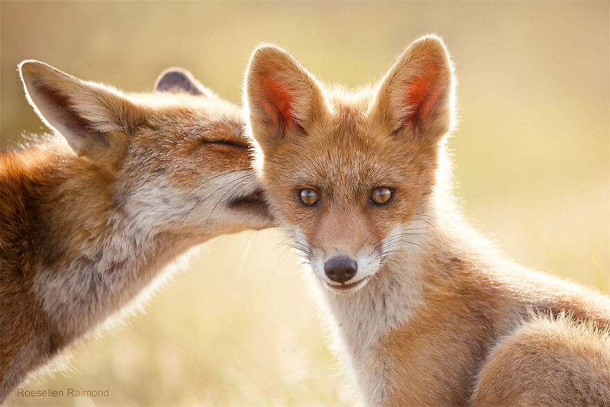 圖片截取自 Roeselienraimond.com