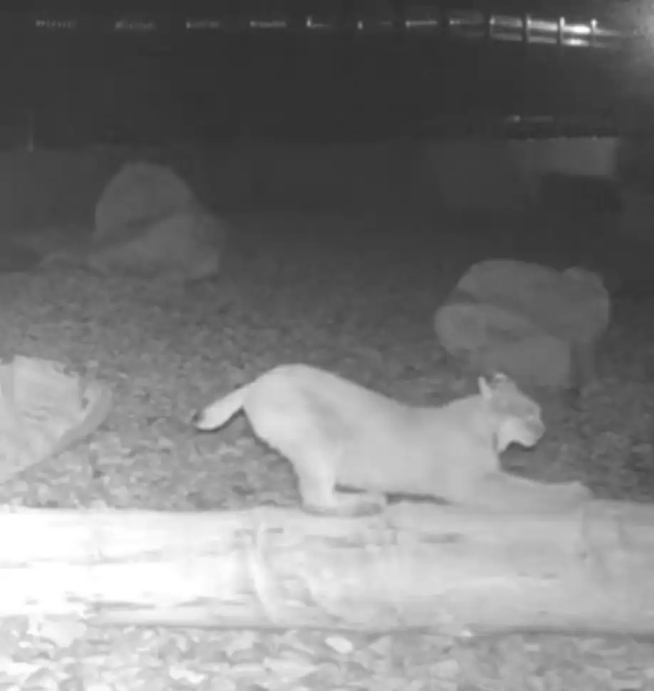 保護動物還能這樣做！打造野生動物專用天橋：終於可以放心過馬路惹