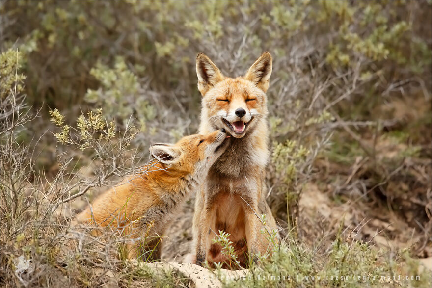 圖片截取自 Roeselienraimond.com