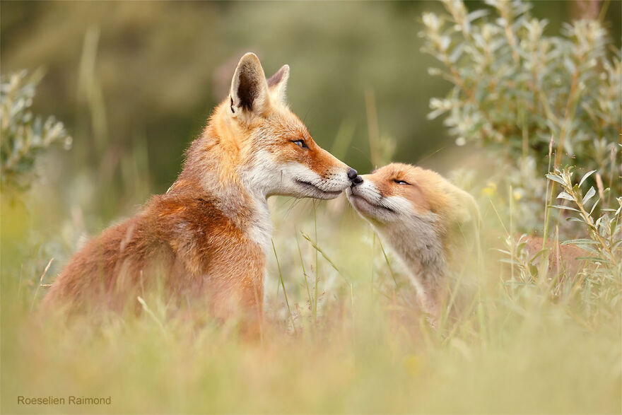 圖片截取自 Roeselienraimond.com