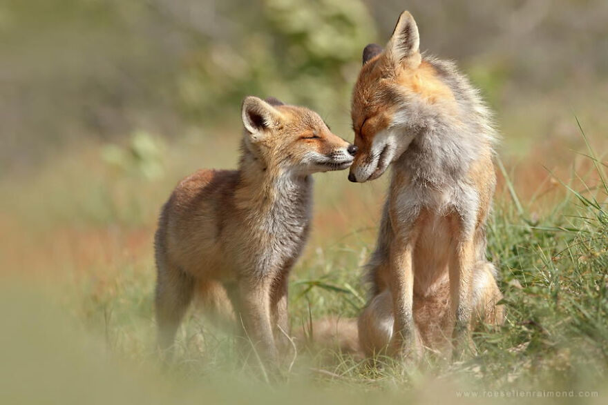 圖片截取自 Roeselienraimond.com