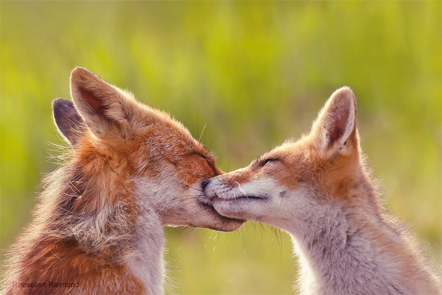 圖片截取自 Roeselienraimond.com